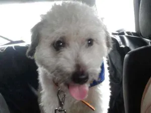 Cachorro raça Mix poodle idade 2 a 6 meses nome Spike