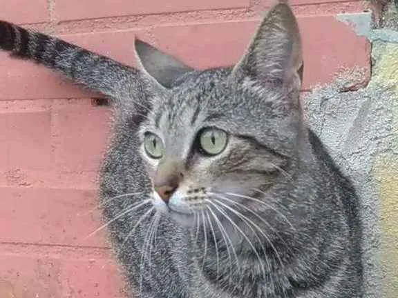 Gato ra a Srd idade 2 anos nome Vick