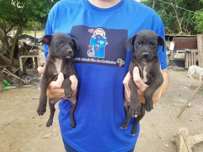 Cachorro ra a Amor idade Abaixo de 2 meses nome Bili