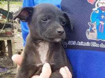 Cachorro ra a Amor idade Abaixo de 2 meses nome Bili