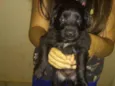 Não tem