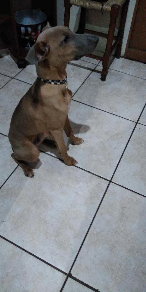 Cachorro ra a  idade 2 a 6 meses nome Kimo