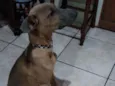 Kimo