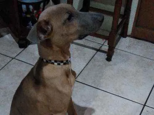 Cachorro ra a  idade 2 a 6 meses nome Kimo