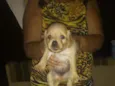Não tem