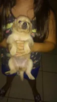 Não tem