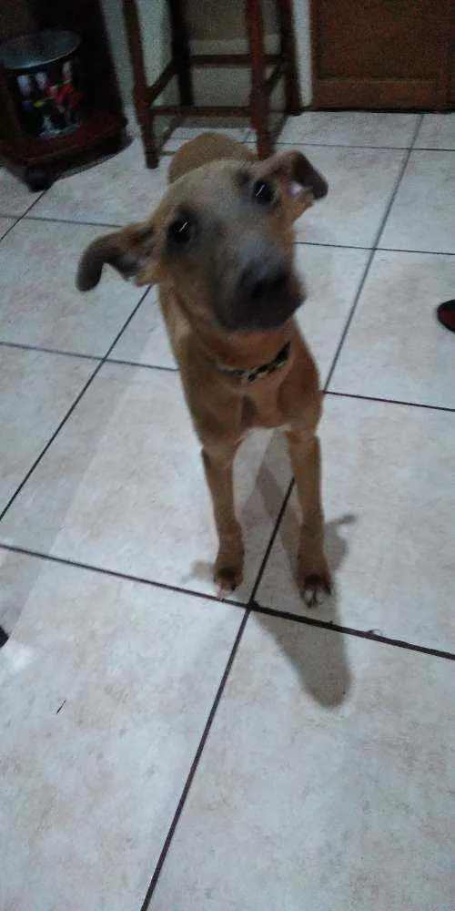 Cachorro ra a  idade 2 a 6 meses nome Kimo