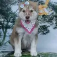 Nina