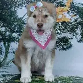 Cachorro ra a Não sei  idade 2 a 6 meses nome Nina