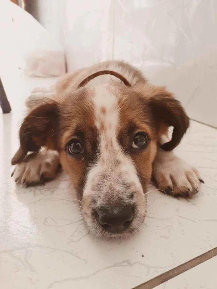 Cachorro ra a Sem raça definida  idade 2 a 6 meses nome Jubis