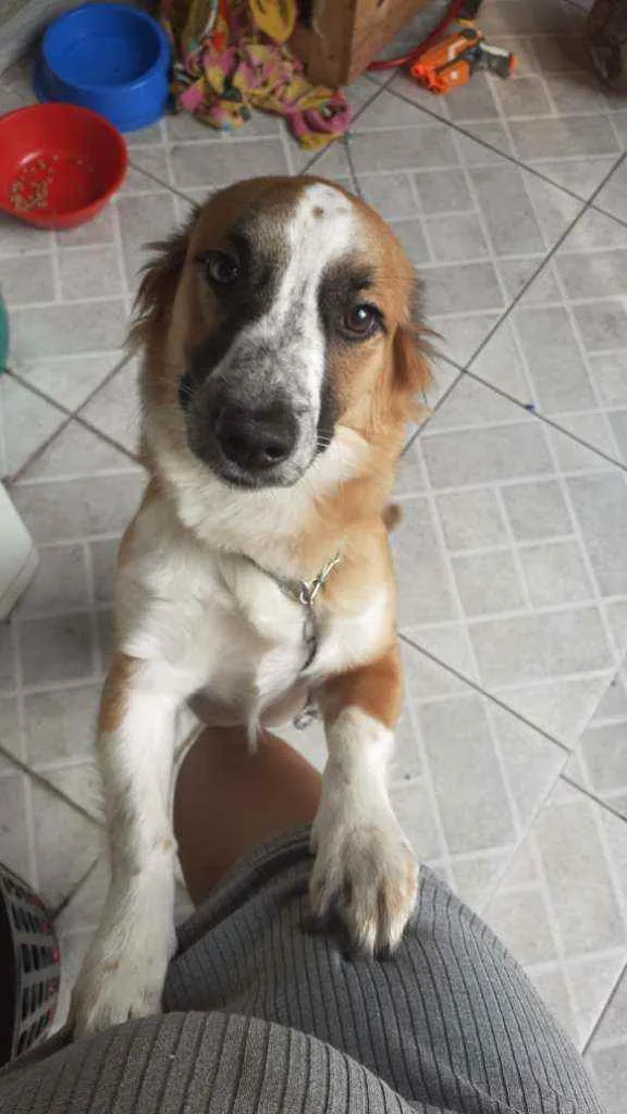 Cachorro ra a Sem raça definida  idade 2 a 6 meses nome Jubis