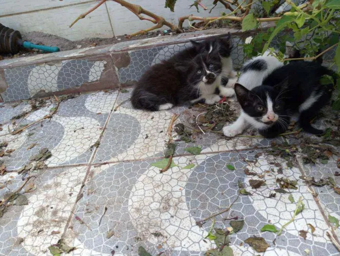 Gato ra a  idade 2 a 6 meses nome Bombinhas