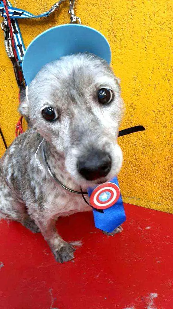 Cachorro ra a  idade 6 ou mais anos nome Bob