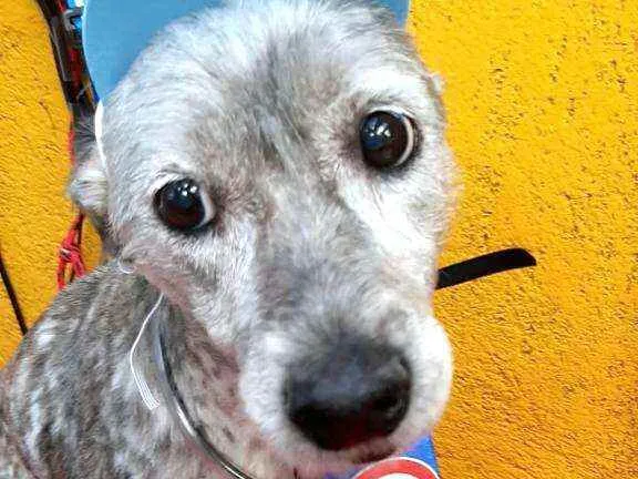 Cachorro ra a  idade 6 ou mais anos nome Bob
