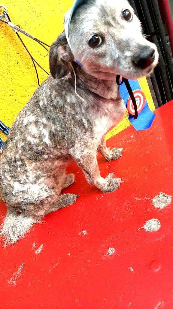 Cachorro ra a  idade 6 ou mais anos nome Bob