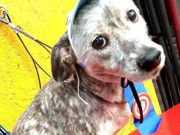 Cachorro ra a  idade 6 ou mais anos nome Bob