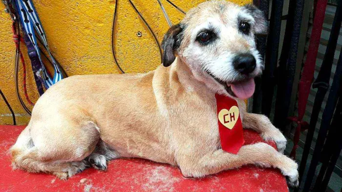 Cachorro ra a  idade 6 ou mais anos nome Bethoven