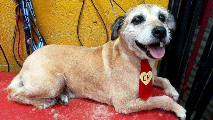 Cachorro ra a  idade 6 ou mais anos nome Bethoven
