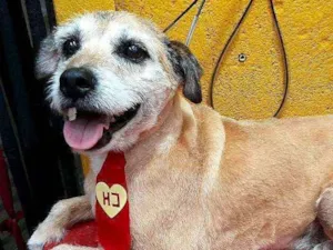 Cachorro raça  idade 6 ou mais anos nome Bethoven 