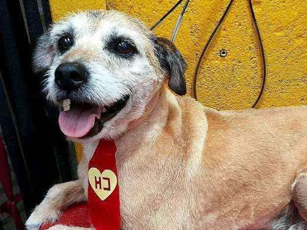 Cachorro ra a  idade 6 ou mais anos nome Bethoven