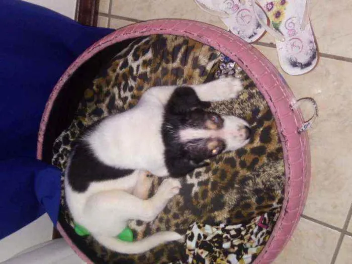 Cachorro raça Mestiça labrador idade 2 a 6 meses nome Kiara