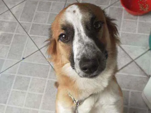 Cachorro ra a Sem raça definida  idade 2 a 6 meses nome Jubis