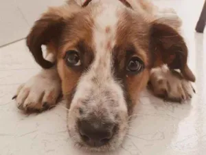 Cachorro raça Sem raça definida  idade 2 a 6 meses nome Jubis