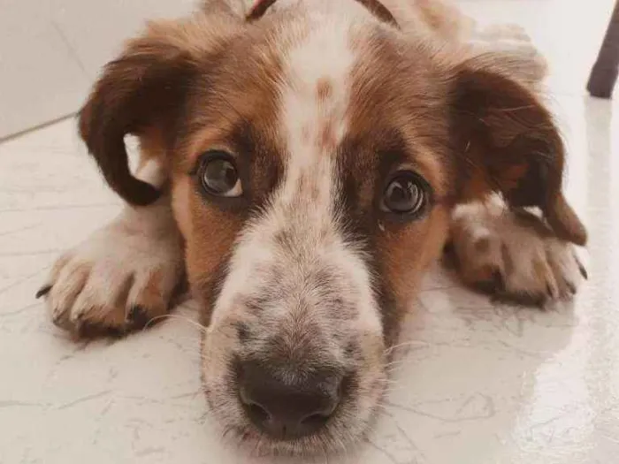 Cachorro ra a Sem raça definida  idade 2 a 6 meses nome Jubis
