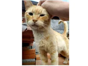 Gato raça  idade  nome Dourado 