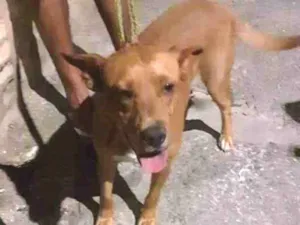 Cachorro raça MESTIÇO PITBULL idade 2 anos nome BOB