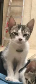 Suzi