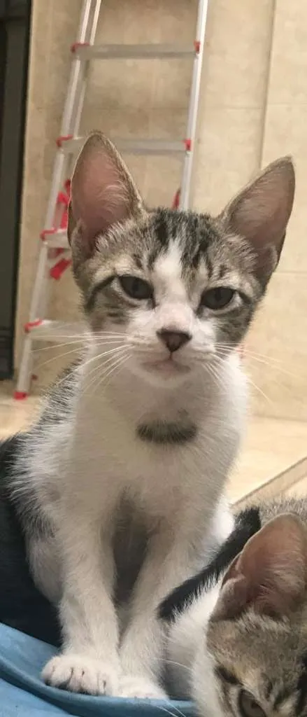 Gato ra a SRD-ViraLata idade 2 a 6 meses nome Suzi