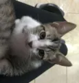 Suzi