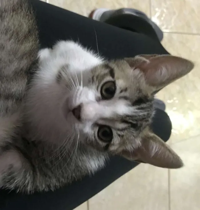 Gato ra a SRD-ViraLata idade 2 a 6 meses nome Suzi