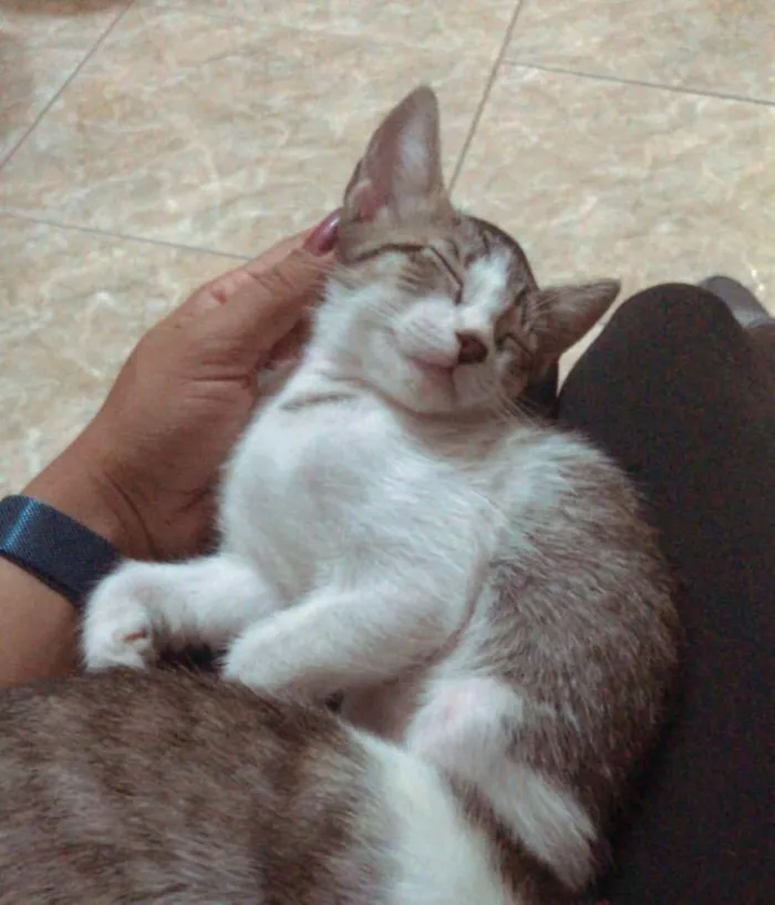 Gato ra a SRD-ViraLata idade 2 a 6 meses nome Suzi