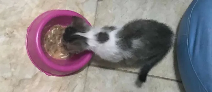 Gato ra a SRD-ViraLata idade 2 a 6 meses nome Suzi