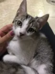 Suzi