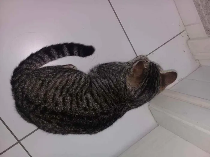 Gato ra a não sei idade 2 a 6 meses nome maia
