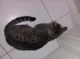 maia
