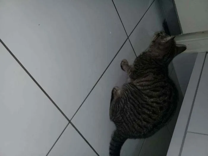 Gato ra a não sei idade 2 a 6 meses nome maia
