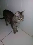 maia