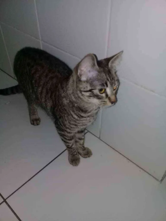 Gato ra a não sei idade 2 a 6 meses nome maia
