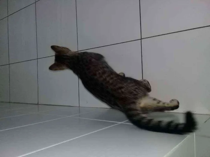 Gato ra a não sei idade 2 a 6 meses nome maia