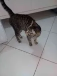 maia