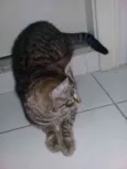 maia