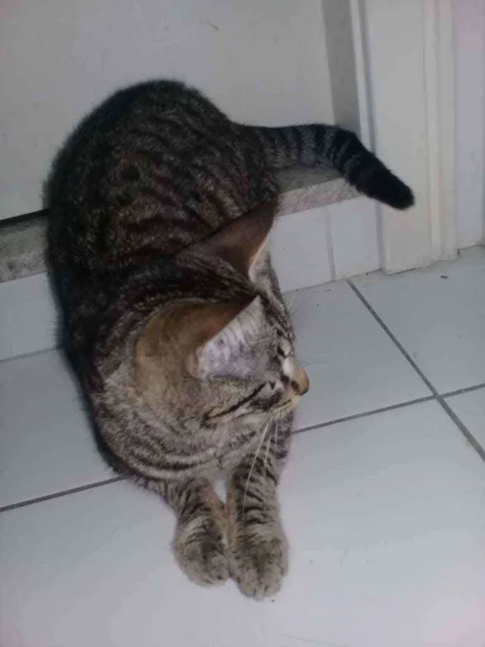 Gato ra a não sei idade 2 a 6 meses nome maia