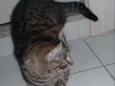 maia