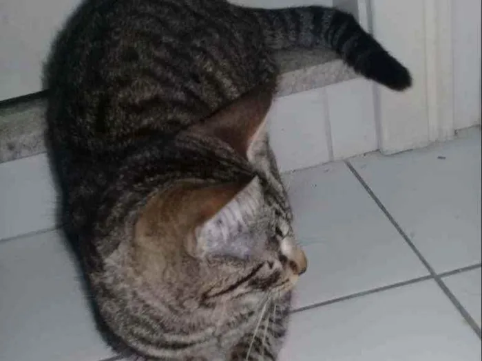 Gato ra a não sei idade 2 a 6 meses nome maia