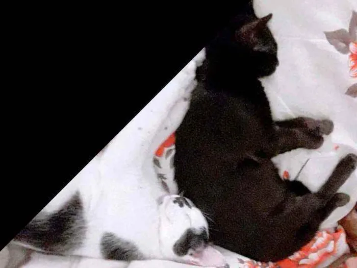 Gato ra a Srd idade 2 a 6 meses nome Debrinha 
