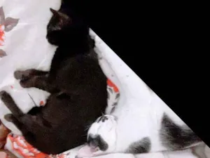 Gato raça Srd idade 2 a 6 meses nome Debrinha 